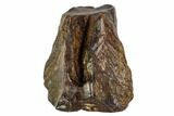 Triceratops Shed Tooth - Montana #109072-1